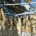 築地　イカ